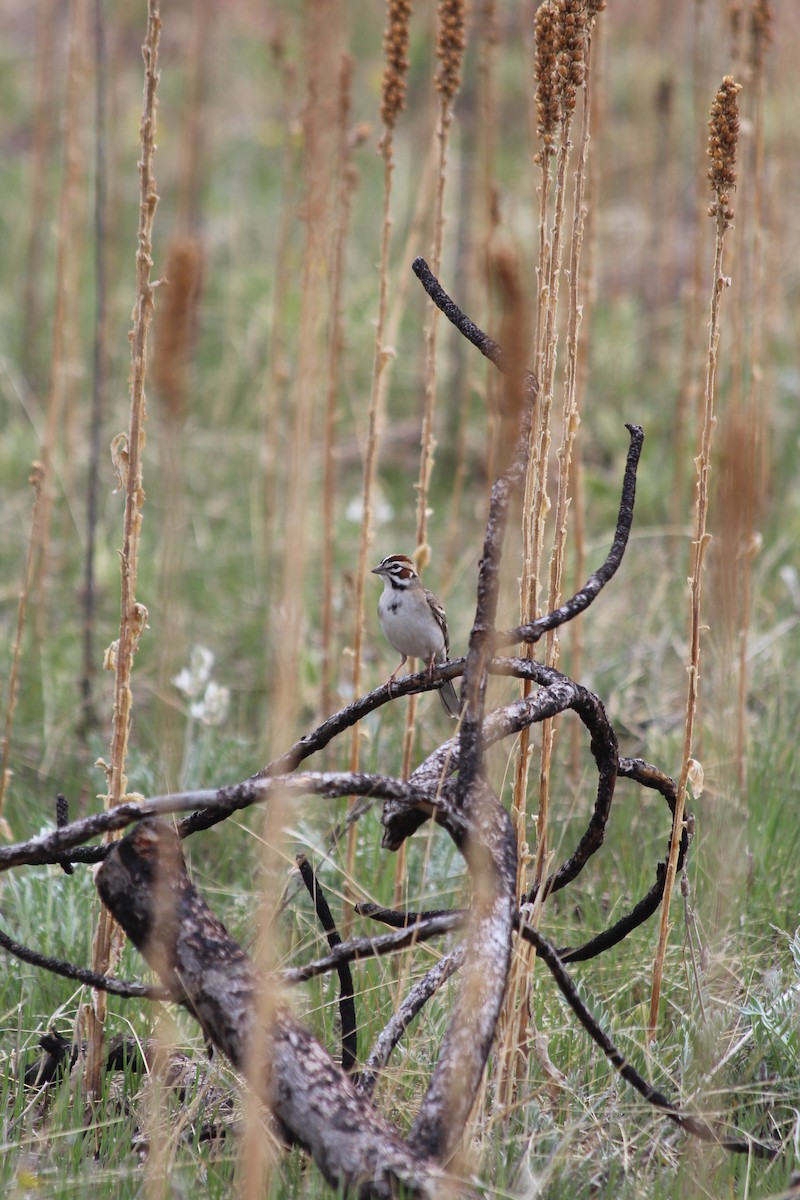 Lark Sparrow - ML619022851