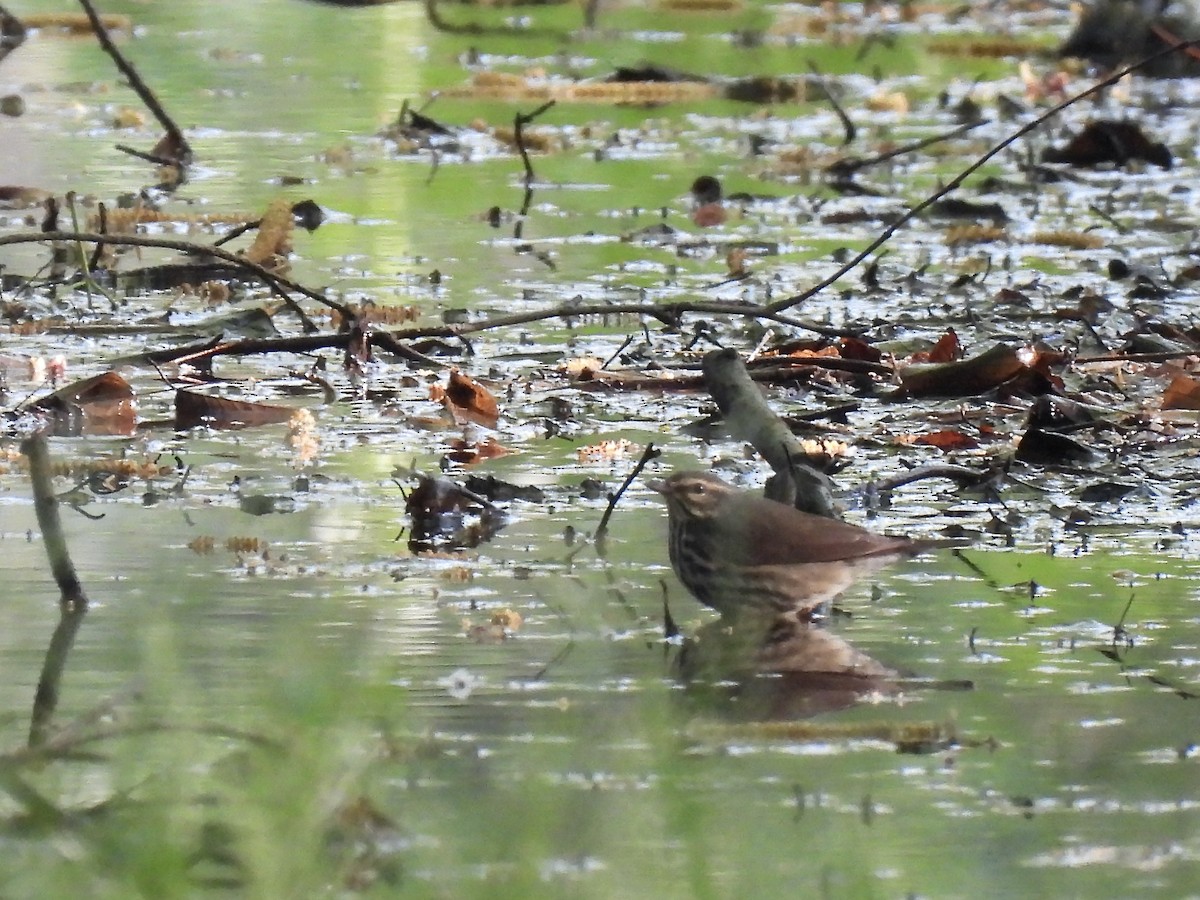 Northern Waterthrush - Pete Sibner