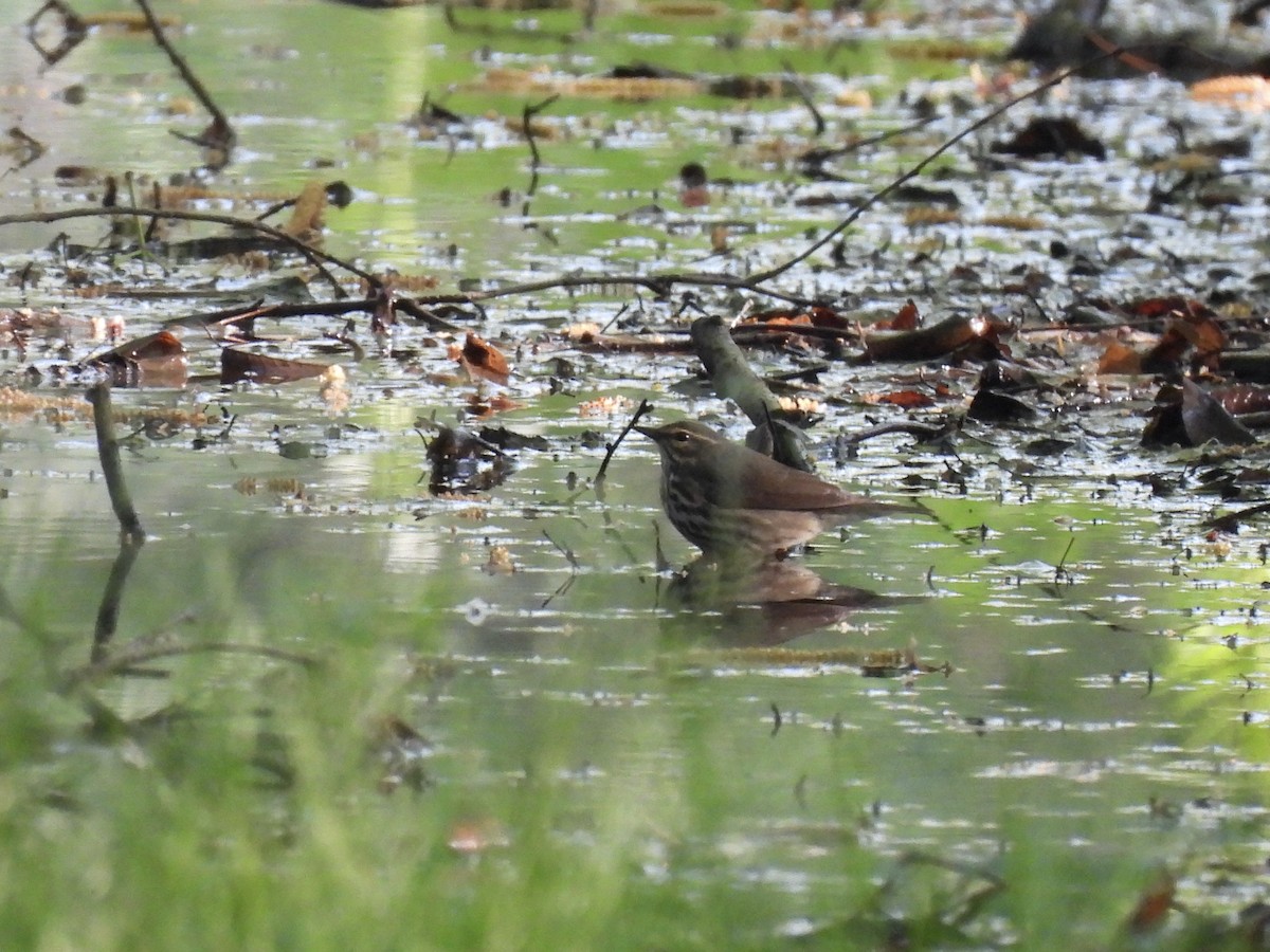 Northern Waterthrush - ML619022873