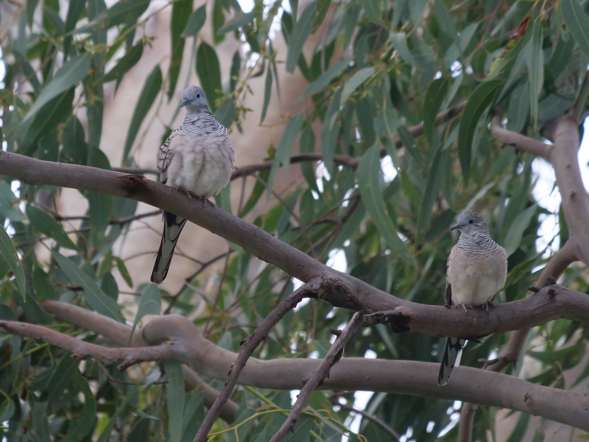 Peaceful Dove - ML619022907