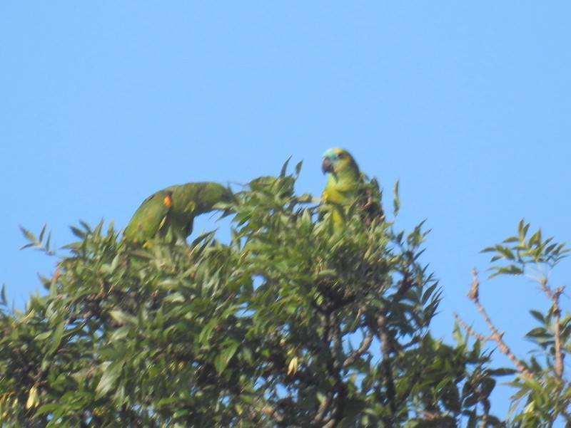 Turquoise-fronted Parrot - bob butler