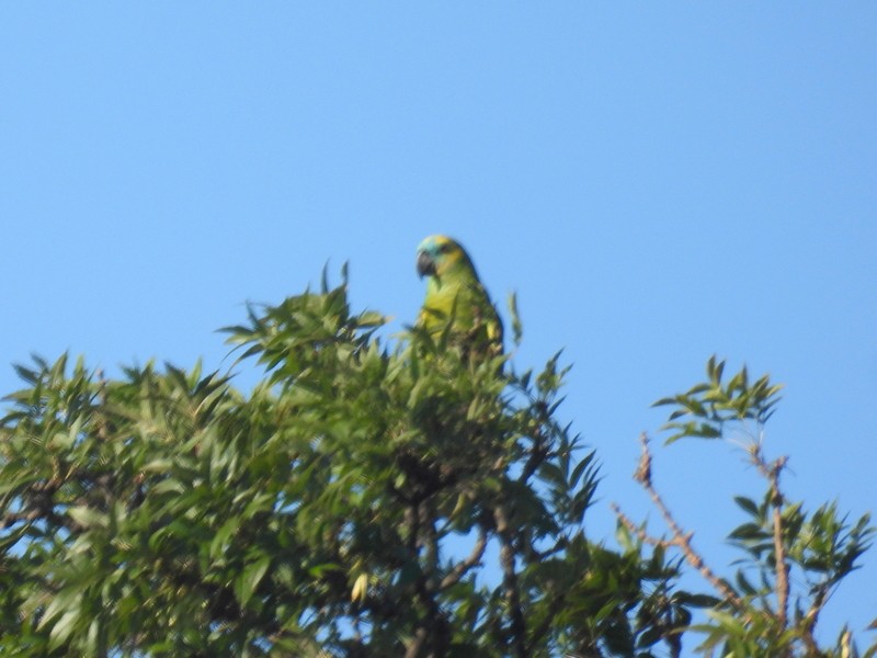 Turquoise-fronted Parrot - bob butler