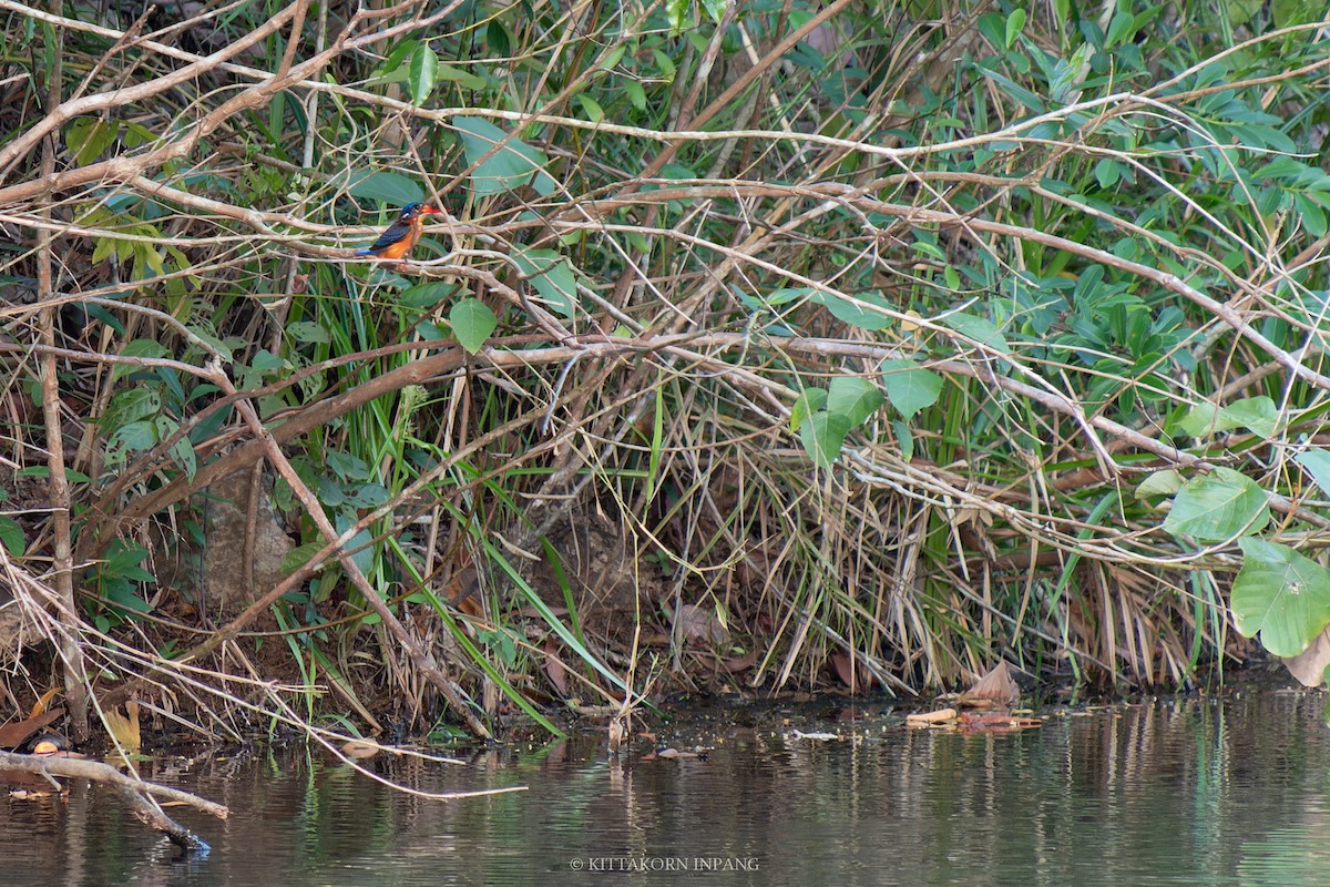 Blue-eared Kingfisher - Kittakorn Inpang