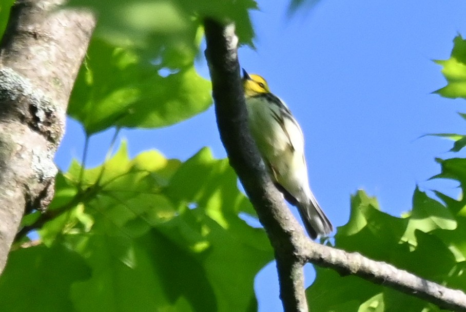 Black-throated Green Warbler - Ann Mackey