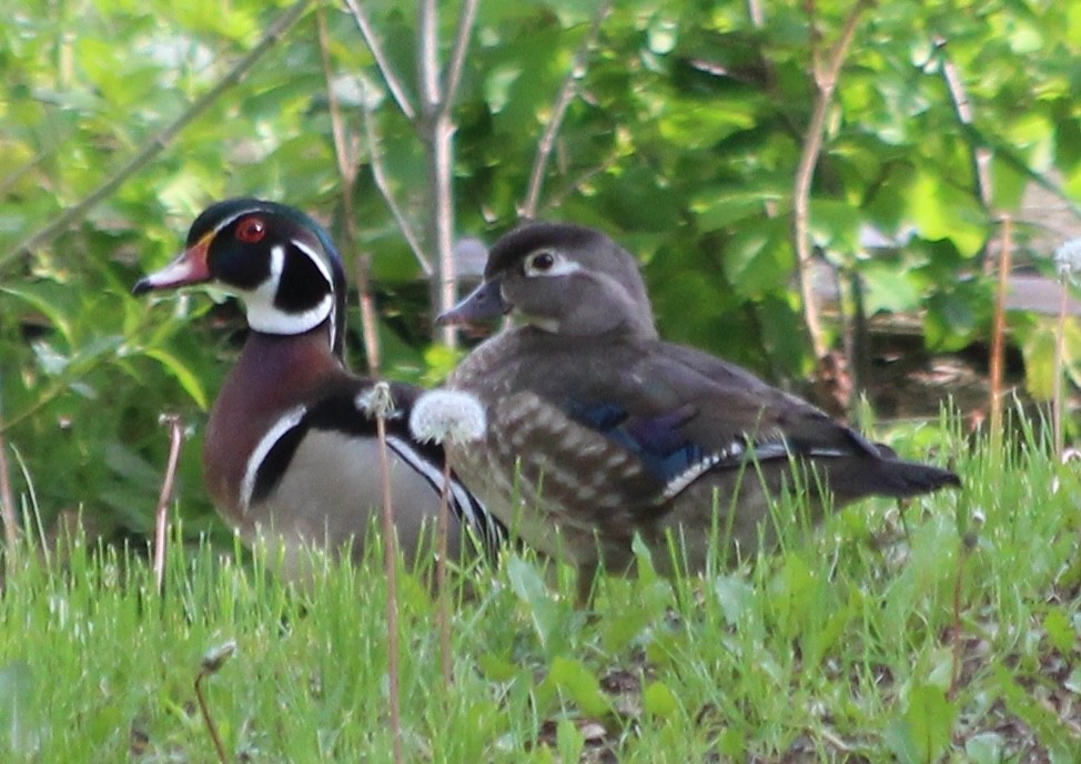 Wood Duck - ML619022992