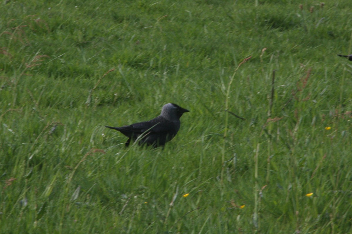 Eurasian Jackdaw - Avery Chan