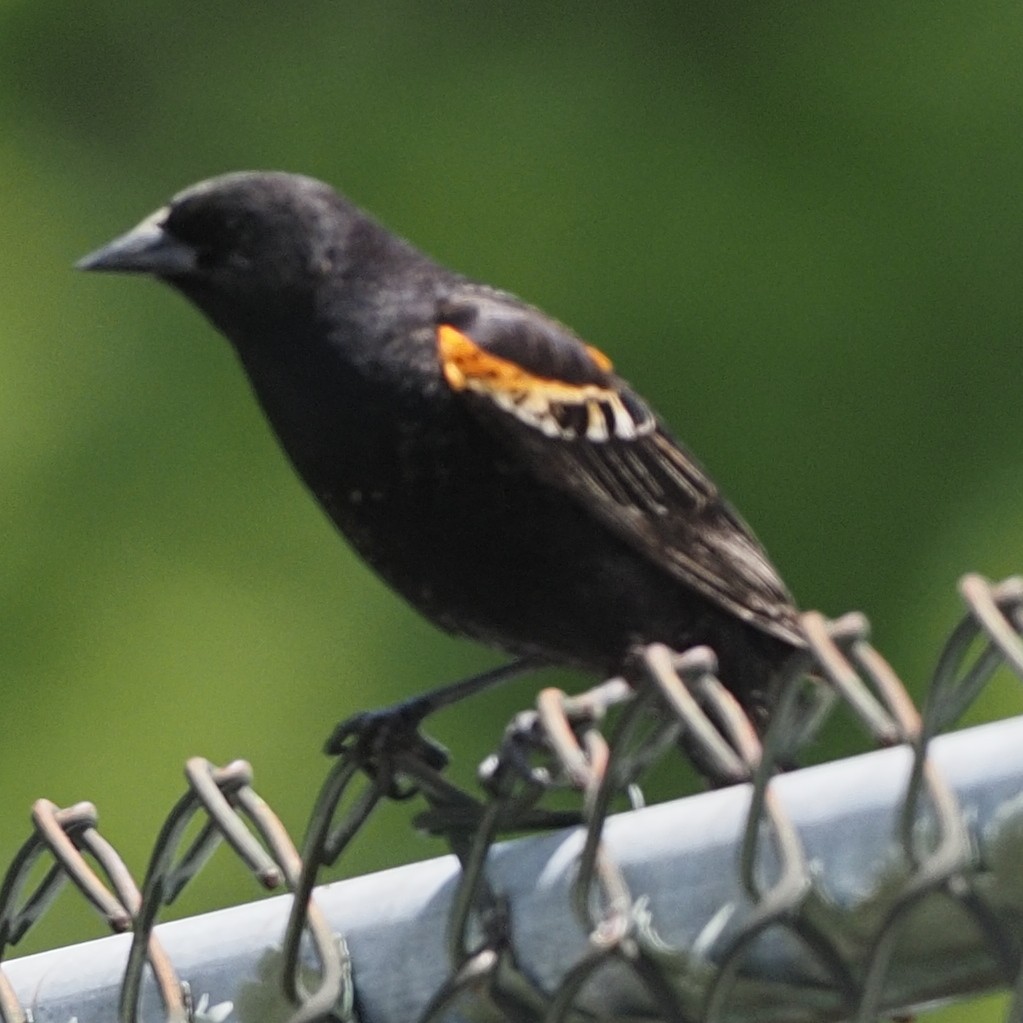 Red-winged Blackbird - ML619023006