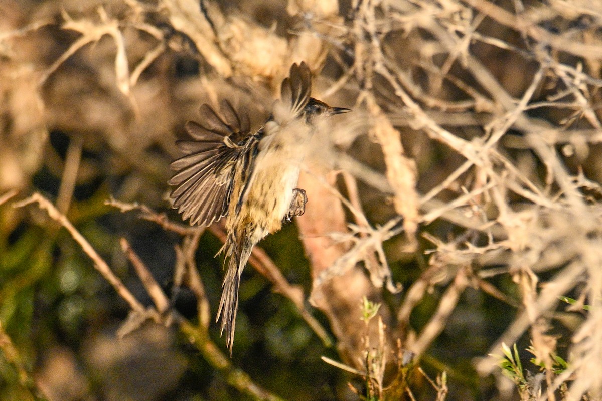 Little Grassbird - ML619023008