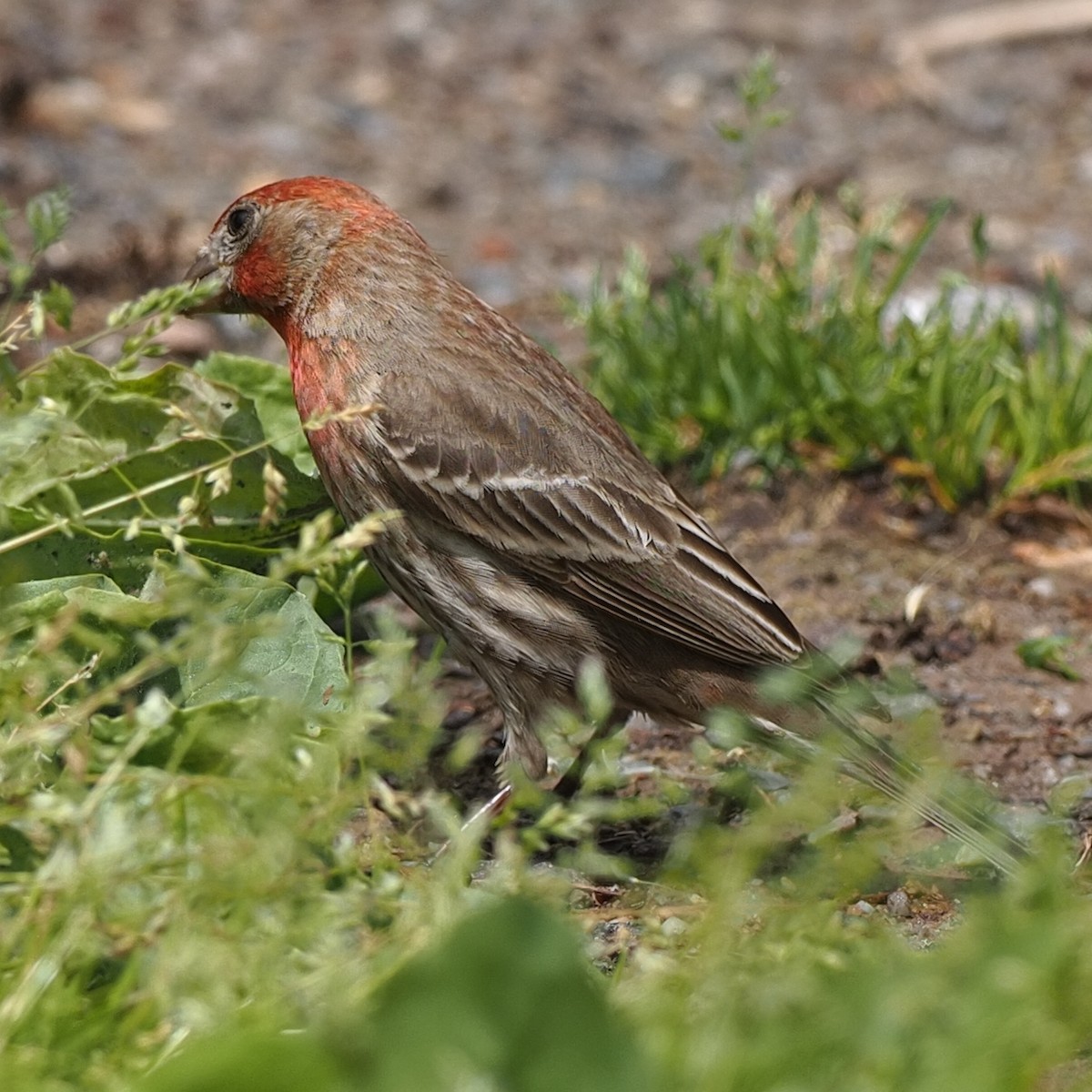 House Finch - ML619023017