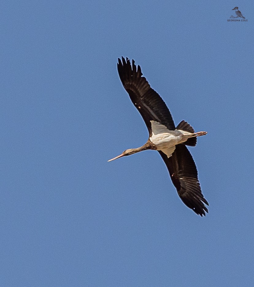 Black Stork - ML619023034