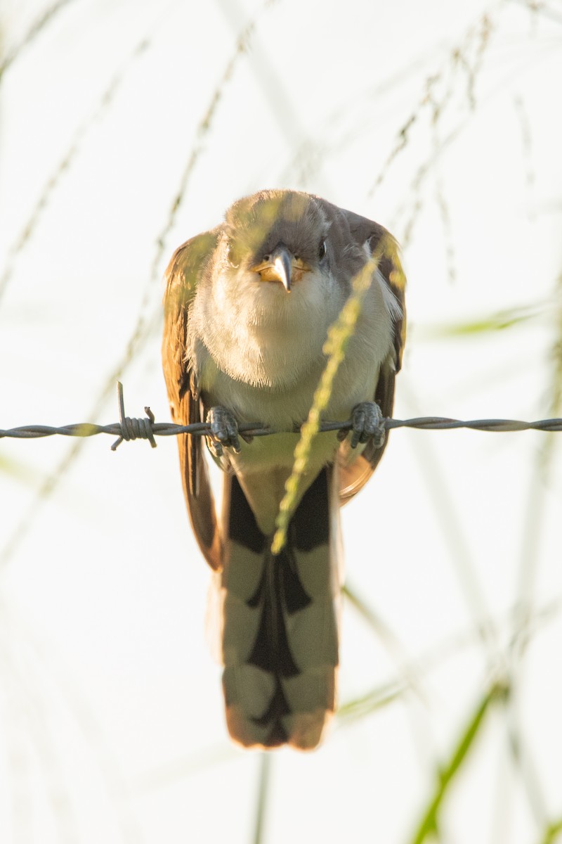 Yellow-billed Cuckoo - Daira Austin