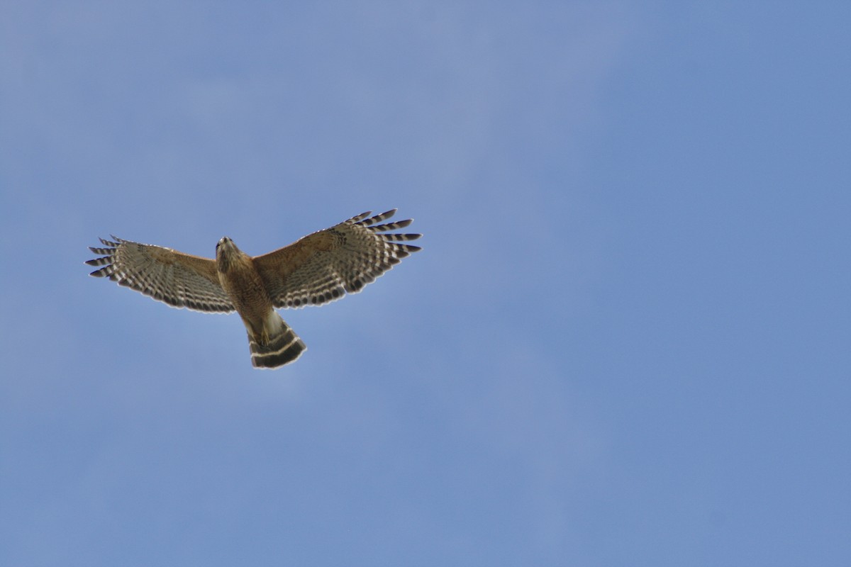 Red-shouldered Hawk - ML619023041