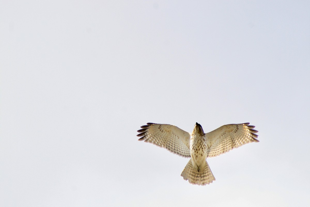 Red-shouldered Hawk - ML619023043