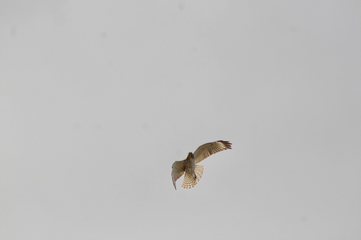 Red-shouldered Hawk - Alexandra DeStefano