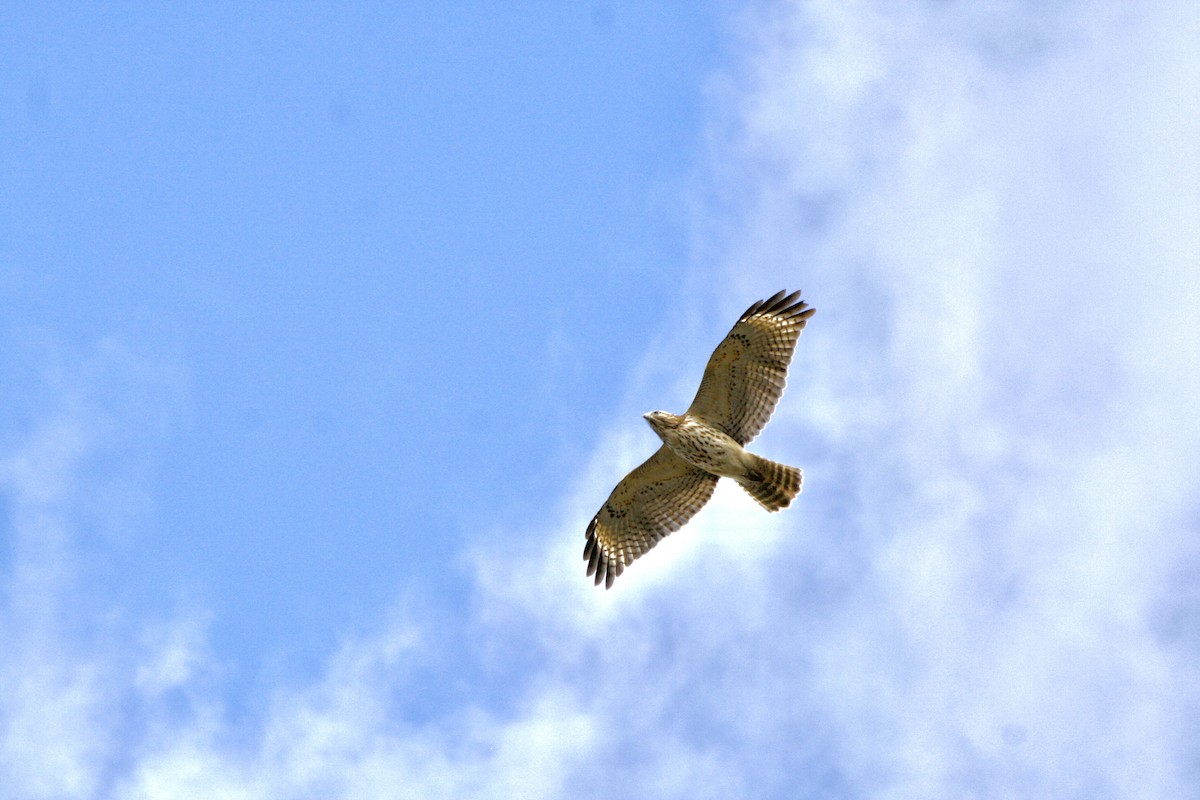 Red-shouldered Hawk - ML619023045