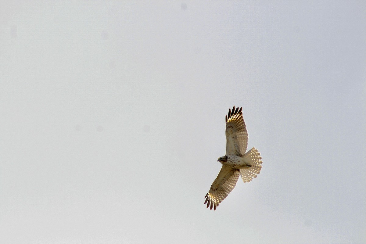 Red-shouldered Hawk - Alexandra DeStefano