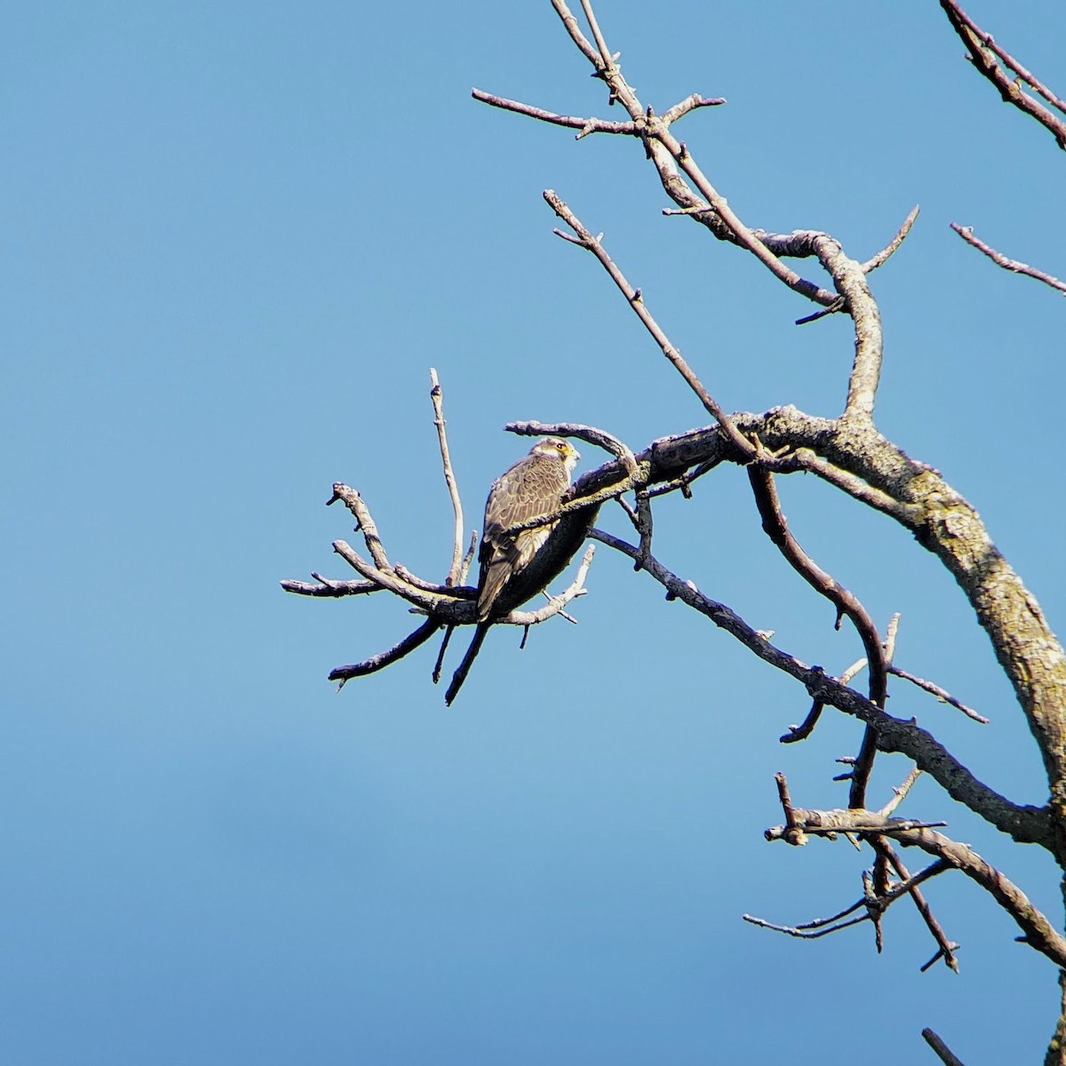 Peregrine Falcon - ML619023048