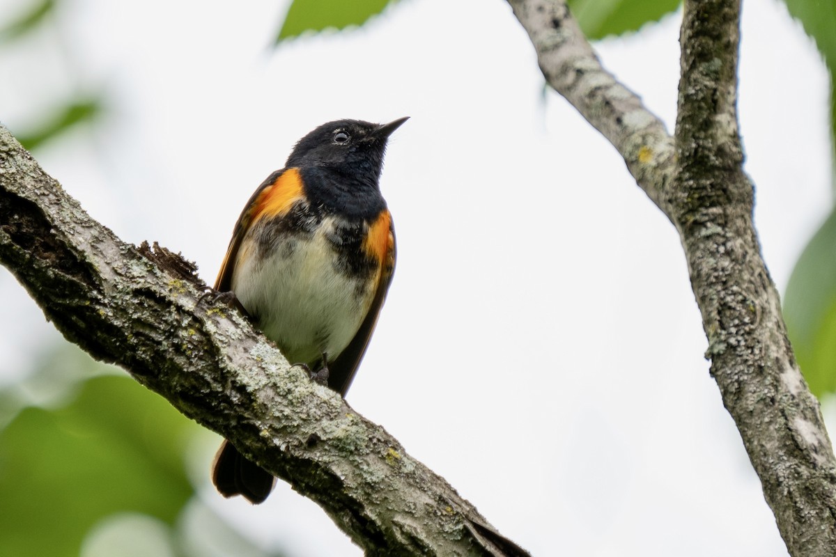 American Redstart - Steven Szablowski