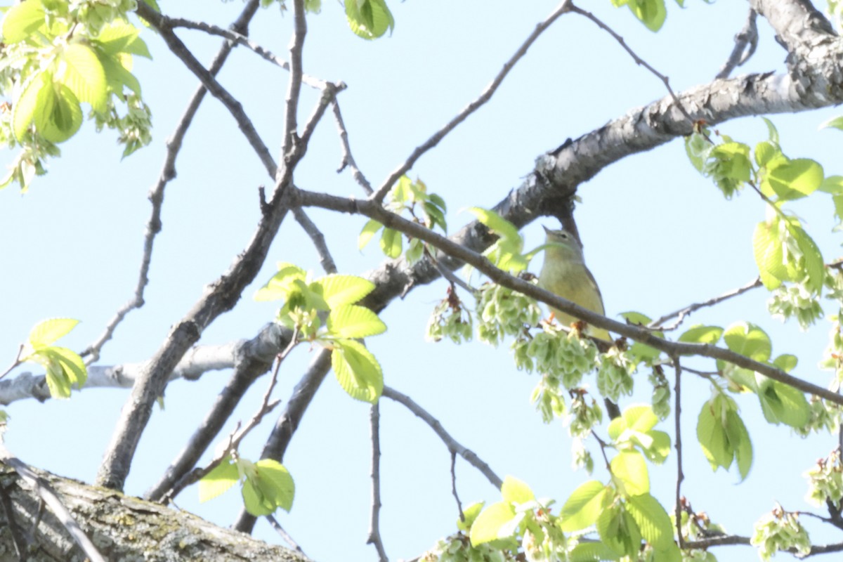 Orange-crowned Warbler - ML619023090