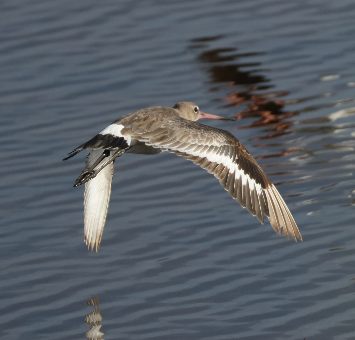 Black-tailed Godwit (bohaii) - ML619023121