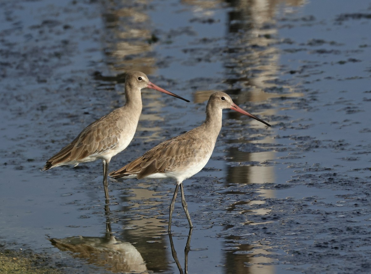 Black-tailed Godwit (bohaii) - ML619023123