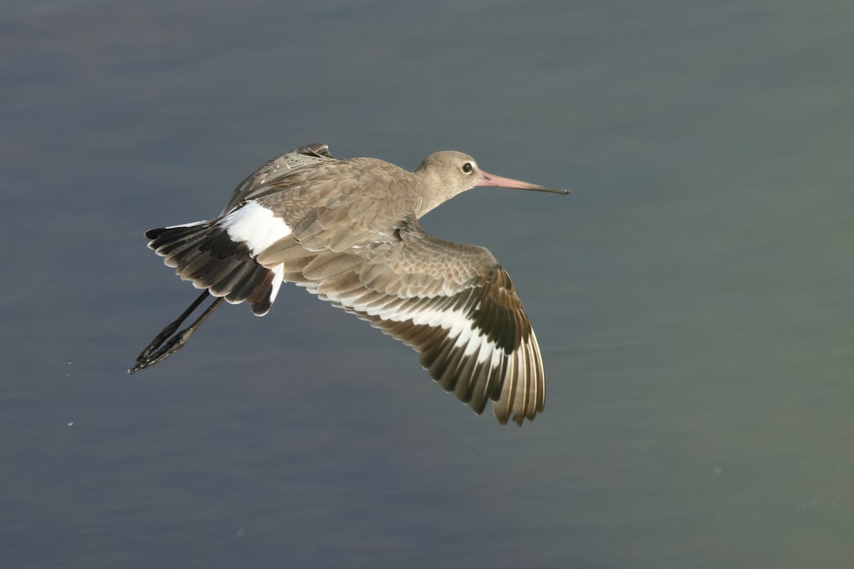 Black-tailed Godwit (bohaii) - ML619023125