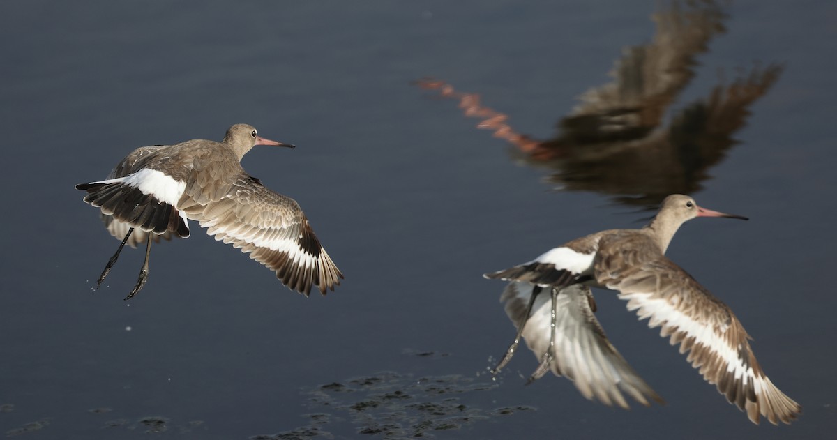 Black-tailed Godwit (bohaii) - ML619023131