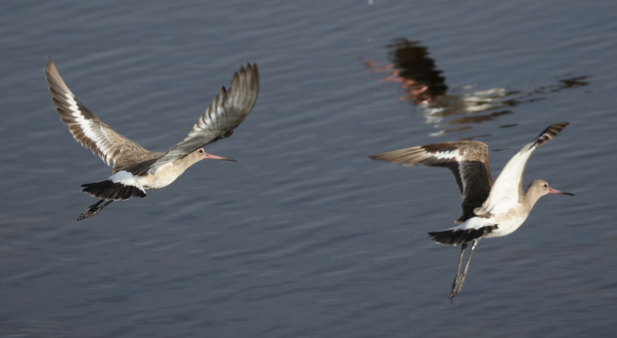 Black-tailed Godwit (bohaii) - ML619023132