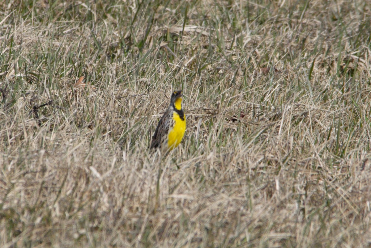 Eastern Meadowlark - William Pixler