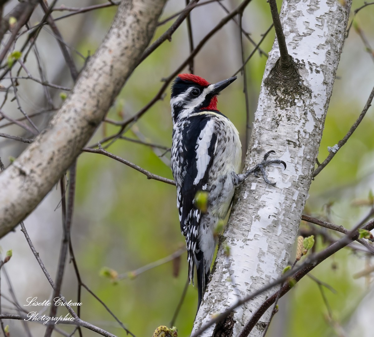 Yellow-bellied Sapsucker - Lisette Croteau