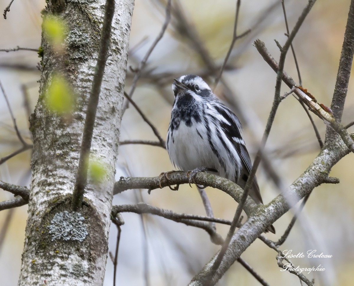 Black-and-white Warbler - Lisette Croteau