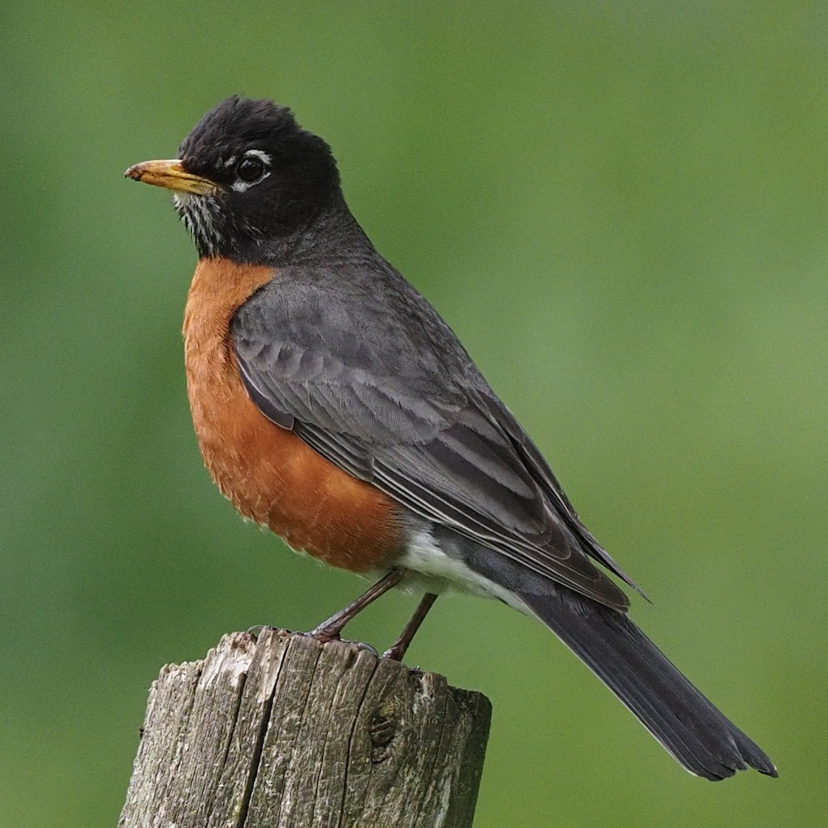 American Robin - ML619023166