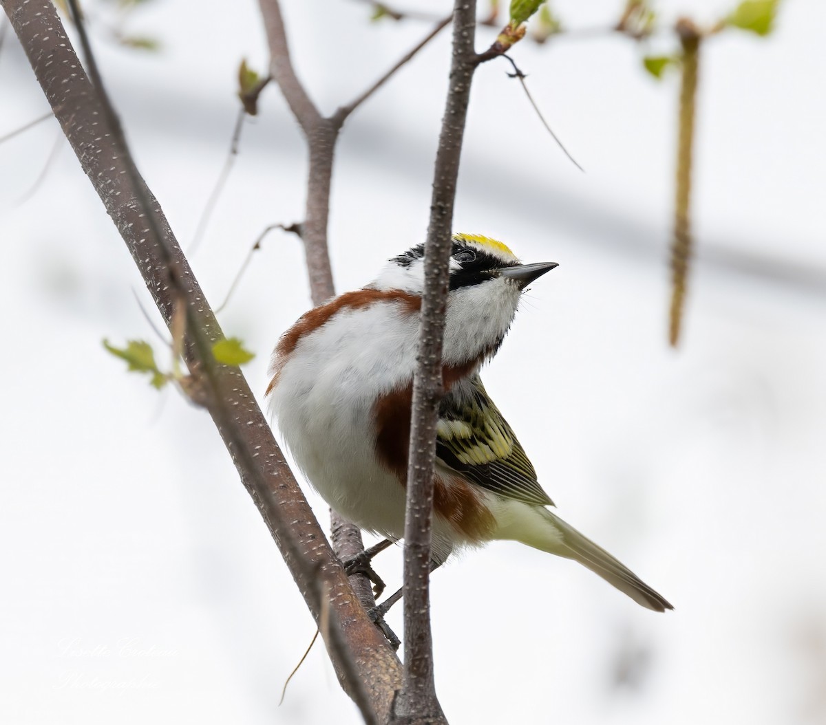 Chestnut-sided Warbler - Lisette Croteau