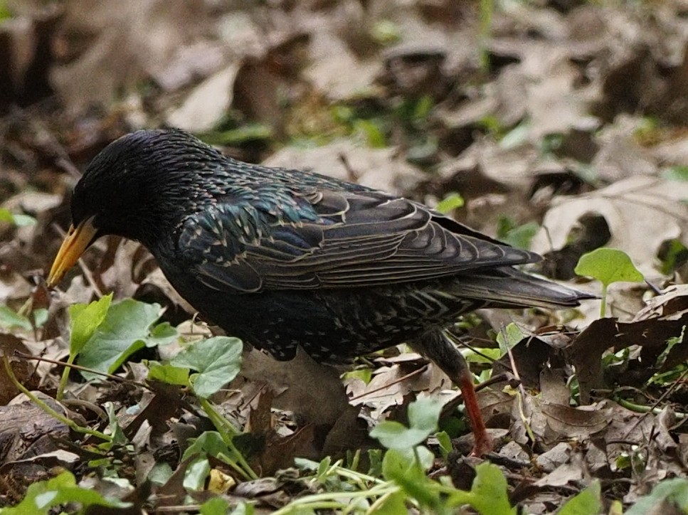 European Starling - ML619023174