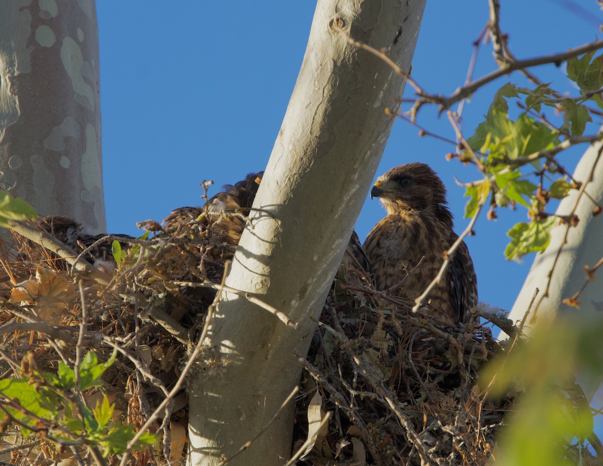 Red-shouldered Hawk - Pair of Wing-Nuts