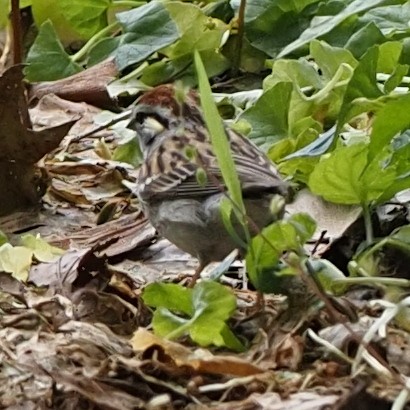 Song Sparrow - ML619023178