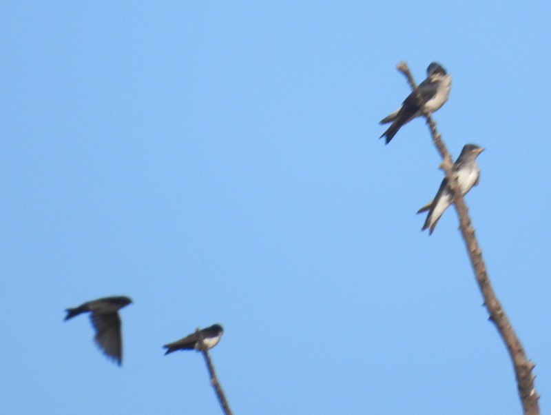 Blue-and-white Swallow - bob butler