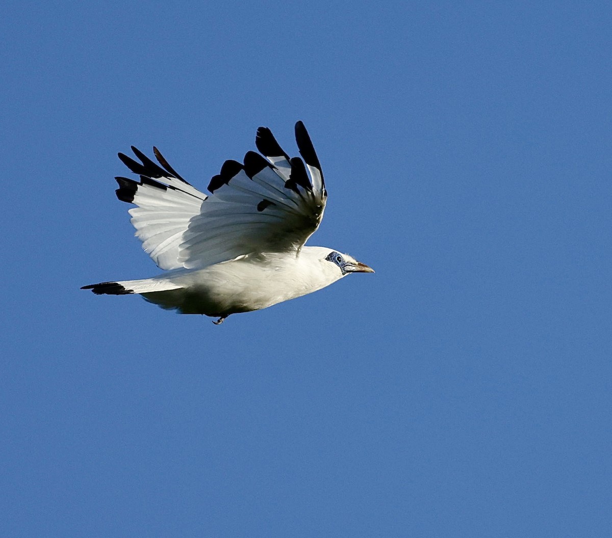 Bali Myna - Marc Gardner