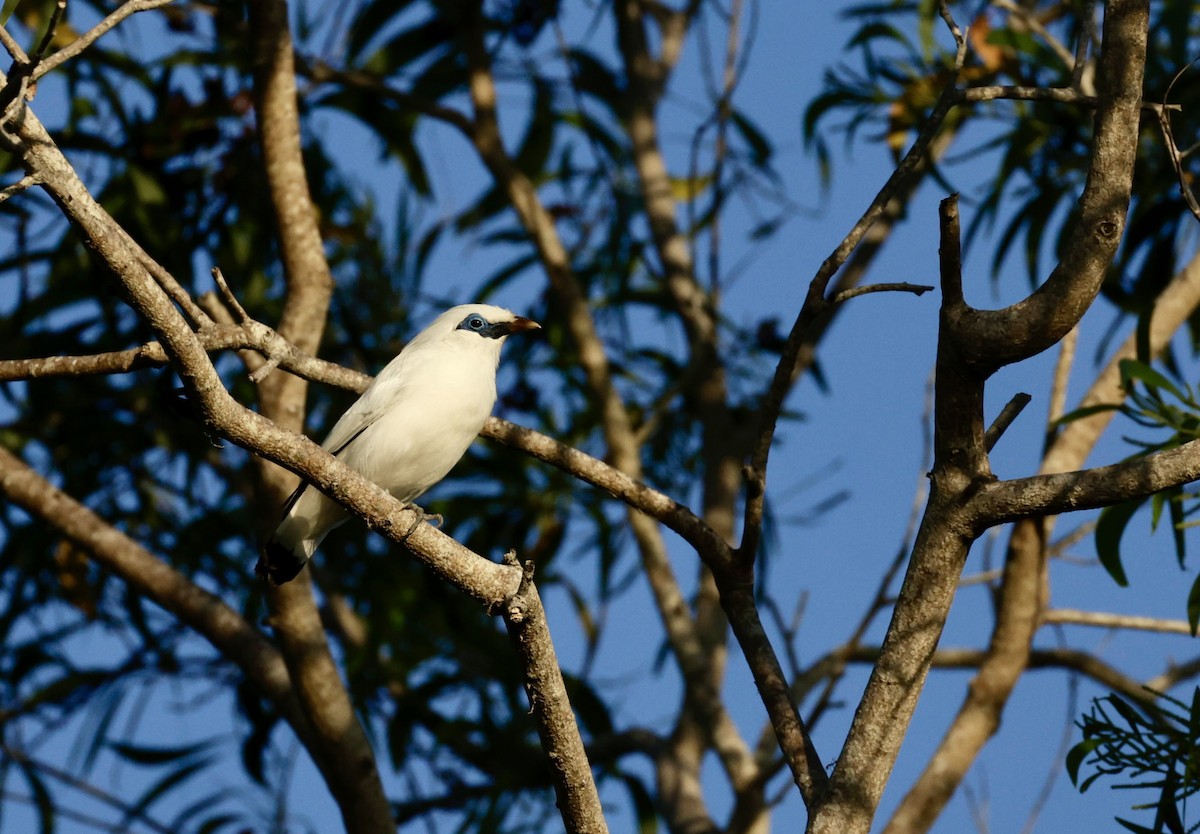 Bali Myna - Marc Gardner