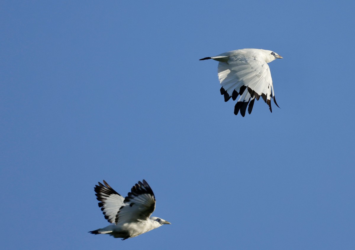 Bali Myna - Marc Gardner