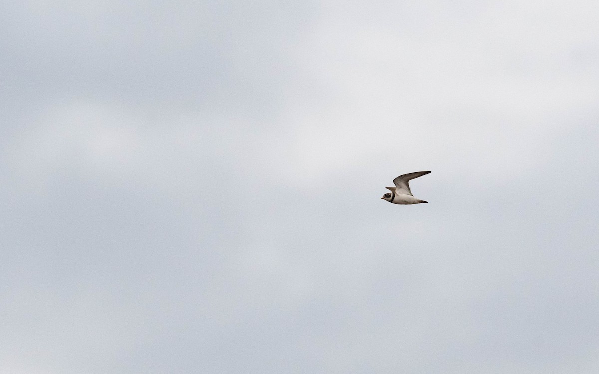 Semipalmated Plover - ML619023210