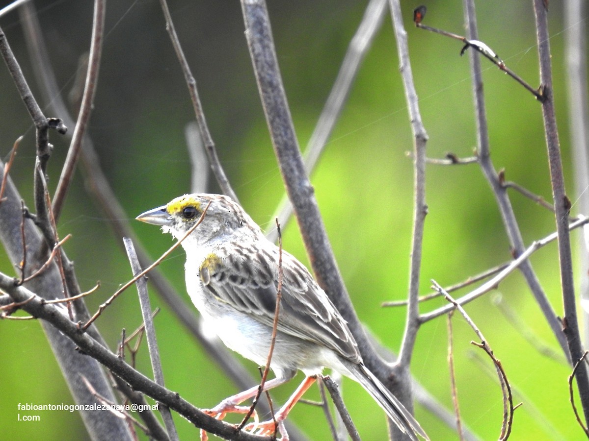 Yellow-browed Sparrow - Fabio Antonio González Anaya