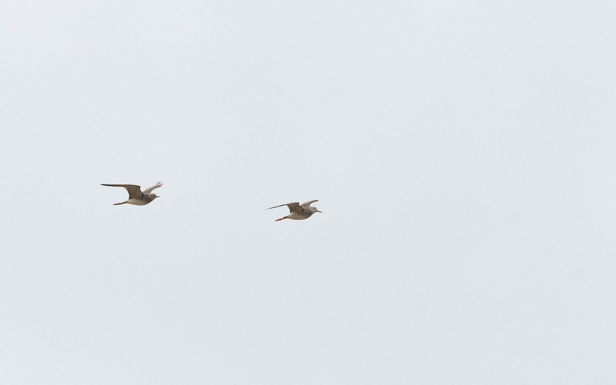 Lesser Yellowlegs - ML619023214