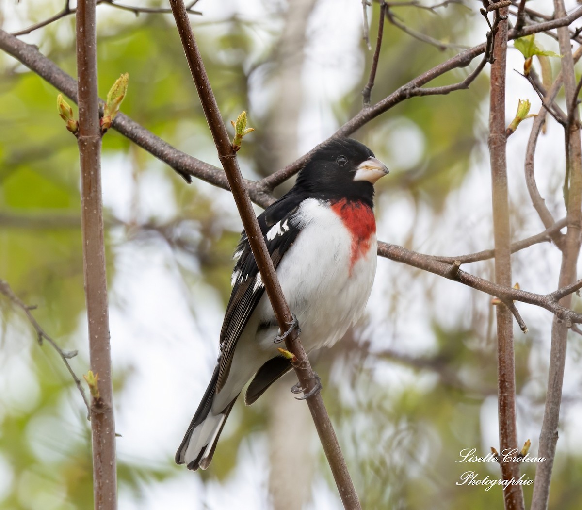 Rose-breasted Grosbeak - Lisette Croteau