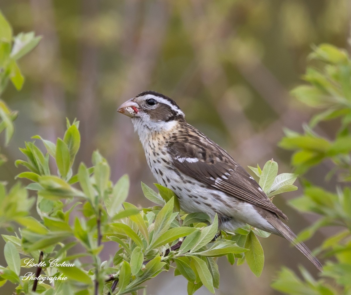 Rose-breasted Grosbeak - Lisette Croteau