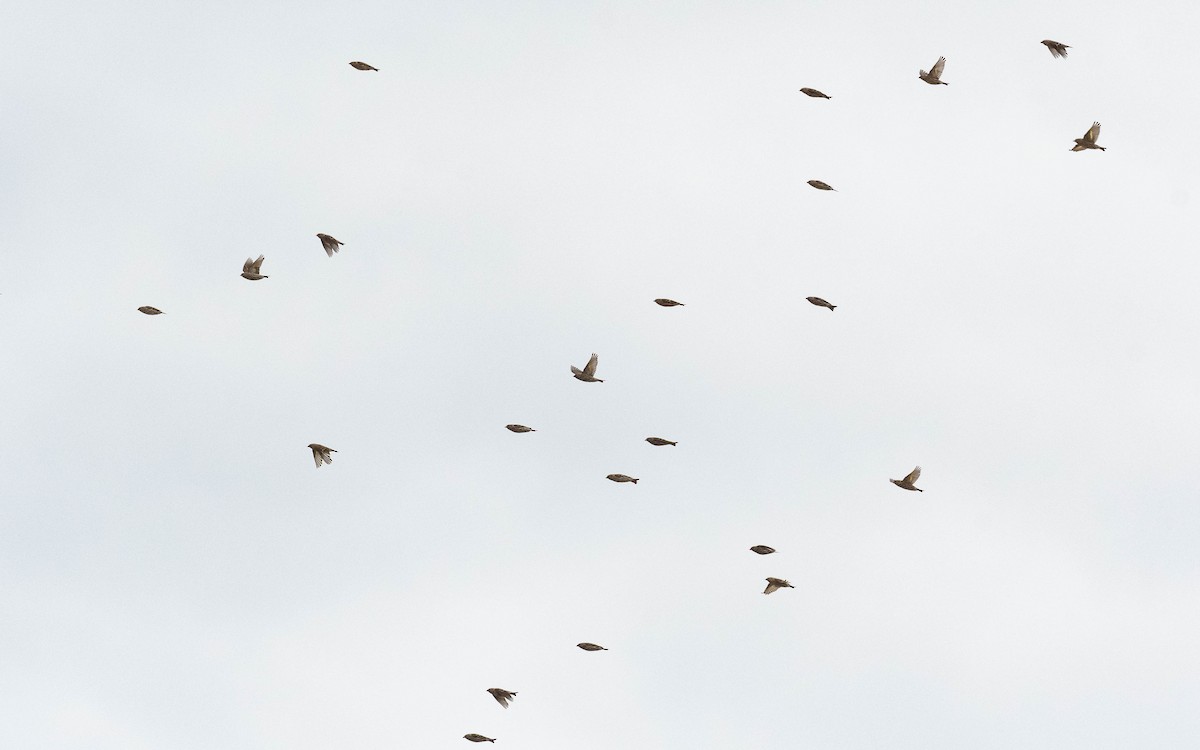 Pine Siskin - Vincent Giroux