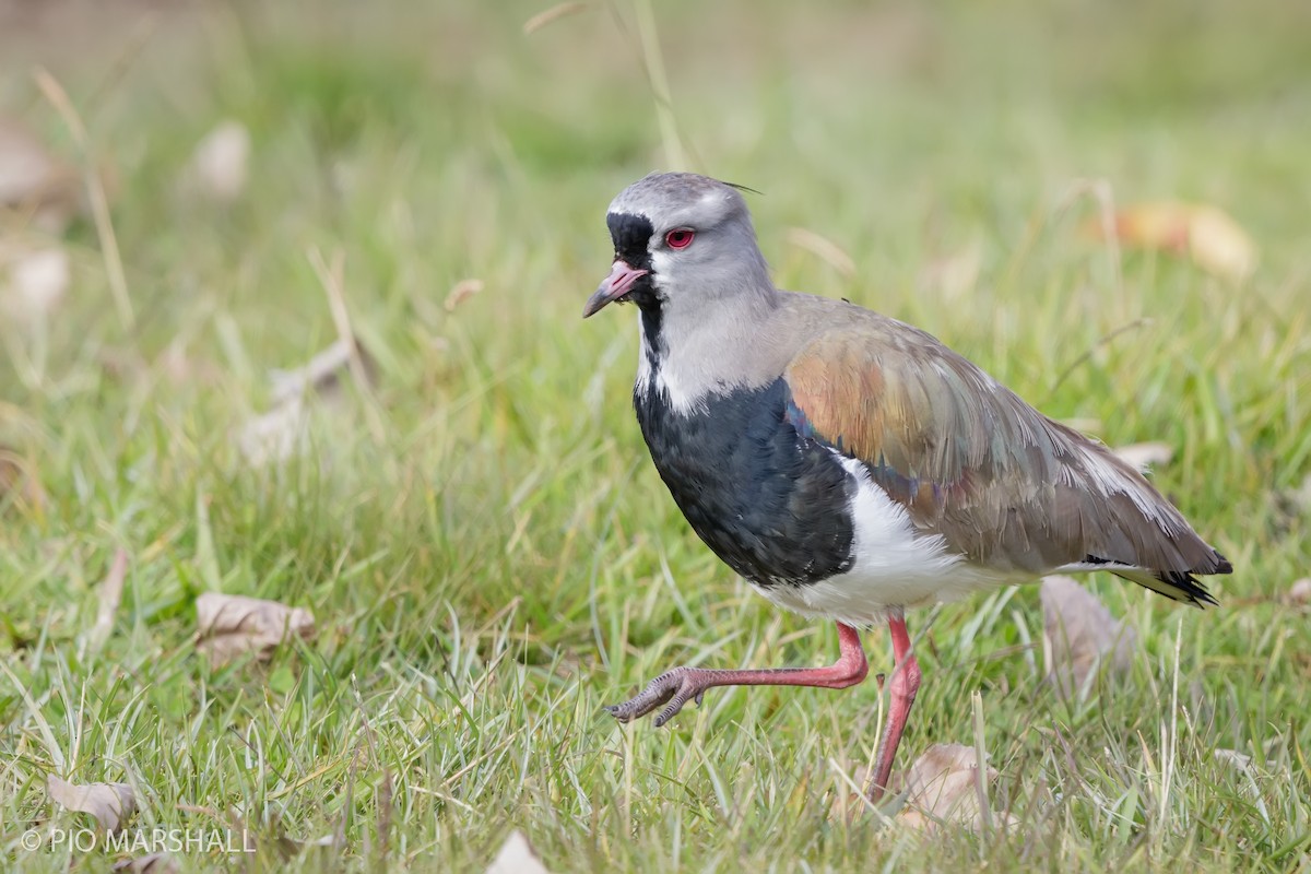 Southern Lapwing - Pio Marshall