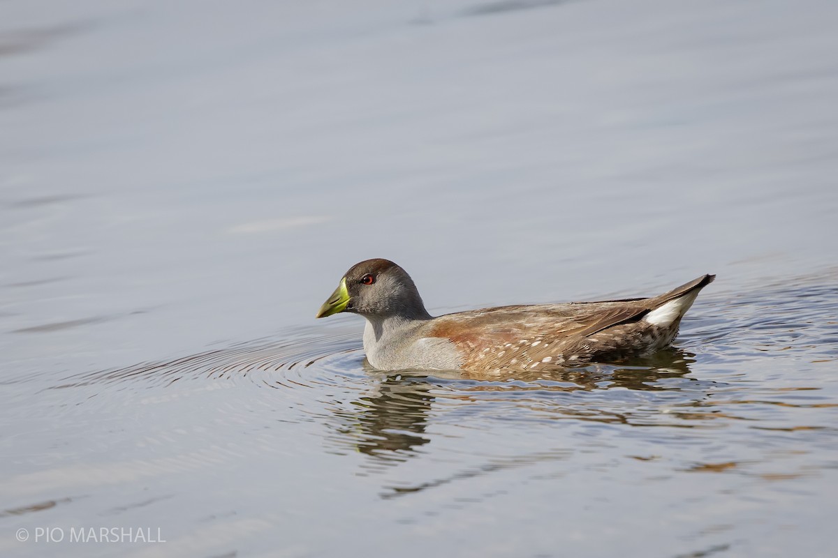 Spot-flanked Gallinule - Pio Marshall