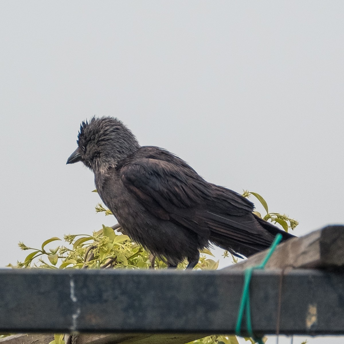 Eurasian Jackdaw - ML619023315