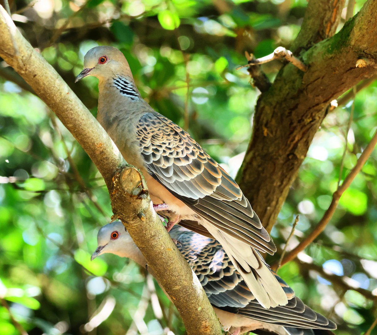 Oriental Turtle-Dove - toyota matsutori